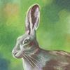 "Hare in the Field". My contribution to the "Secret Art Sale" - raising money for "Habitats and Heritage" charity. 