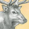 Seasonal Card design - "Winter Elk"
