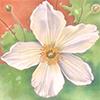 'Wild Swan' Anemone - card design 