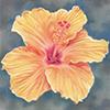 Orange Hibiscus - card design 